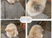 3 beautiful litter of mini lion lop