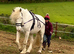 14.2hh appaloosa cob