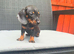 Miniature dachshund