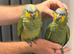 Tame handreard orange -winged Amazon