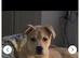 Akita mixed breed