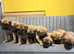 GREAT DANE PUPS