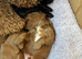 Beautiful Cockapoo puppies