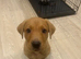 male Labrador. For sale