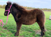 Lovely sweet registered Shetland