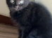 9 week old kittens black
