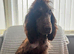 Blue roan male show spaniel