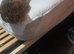 Need to rehome