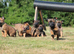 belgian malinois