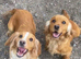 Beautiful Wcs pups