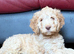 cockapoo puppy 9 weeks old ready to go