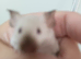 3 x fancy Siamese mice 8 wks old and cage  all females