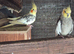 Cockatiel