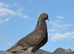 10 Iranian pigeons for sale