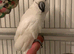 Seme tame umbrella male cockatoo