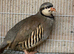 Chukar partridge