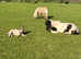 Registered miniature Shetland colt foal