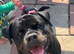 Pedigree Rottweiler female needs a home.