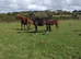 6 year old TB broodmare/companion.