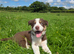 Stunning Red Collie Pups
