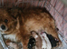 King charles cavalier puppies