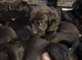 Labrador puppies