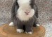 Male 4 months old