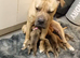 Bullmastiff/German Shepherd Hybrid puppies for sale