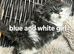 Hugh Maine coin pure breed kittens