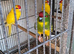 Kakarikies
