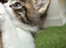Absolutely gorgeous BSH x bengal cross kittens