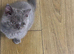 Lovely British shorthair boy