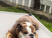 Eric the English Bulldog
