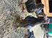Very nice and good quality racing pigeon