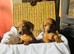 Stunning Daschund pups