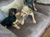 Patterdale pups for sale