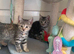 BSH Silver X bundles of love