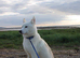 Stunning Siberian Husky Male