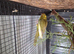5 x kakarikis 8 weeks old