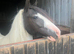 Chaps registered filly