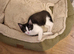 Mix kitten female