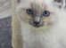 2 Stunning Boy Ragdolls