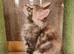 Pedigree tica mainecoon tortie kitten
