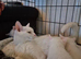 Kittens Ready To Leave