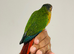 Hand reared conures for sale