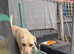 Milo 20 month old Labrador