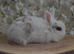 Mini lop X Bunnies