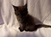 BEAUTIFUL KITTENS