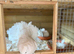 **Show Indian Fantails – Beautiful Pair **