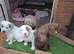 American bully cross